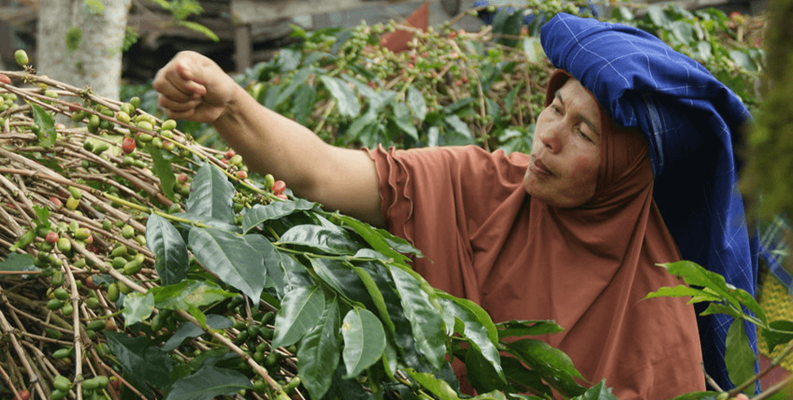 Coffee producer picking cherries