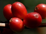 Fairtrade coffee cherries