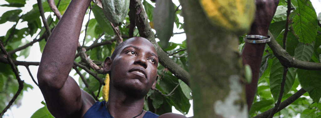 Nicolas del Rosario cuts down a cocoa fruit.