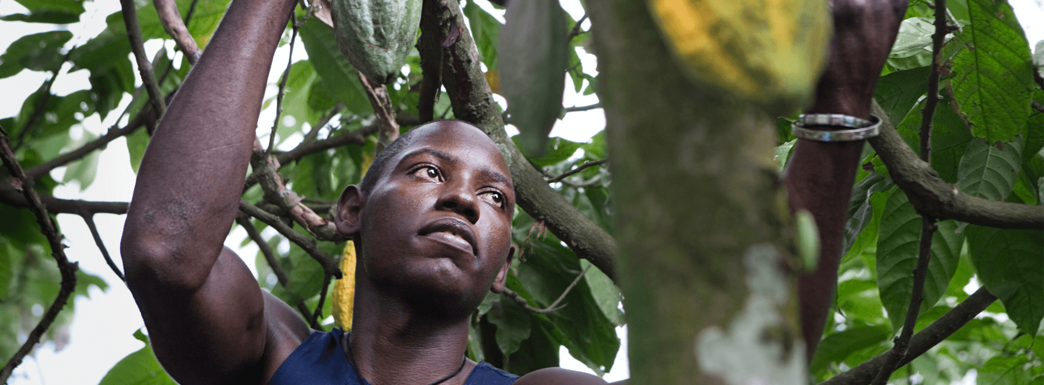 You are currently viewing ‘A blow to farmers’: Fairtrade responds to fall in cocoa purchase prices in Côte d’Ivoire