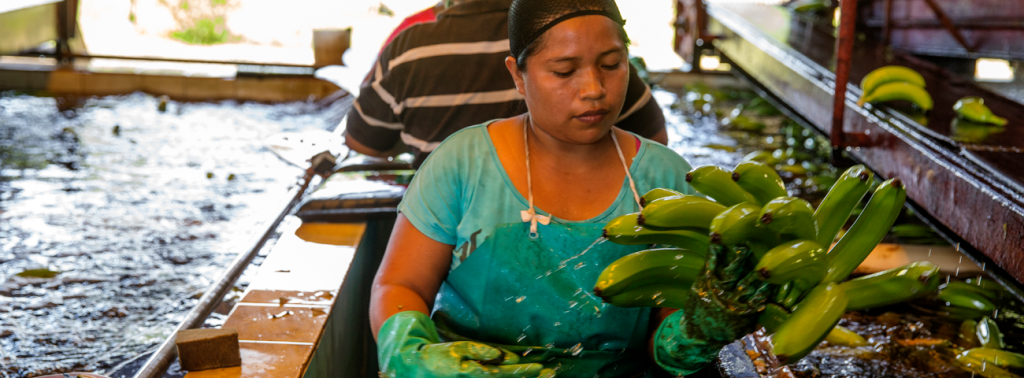 A worker a Coobana cooperative washes bananas