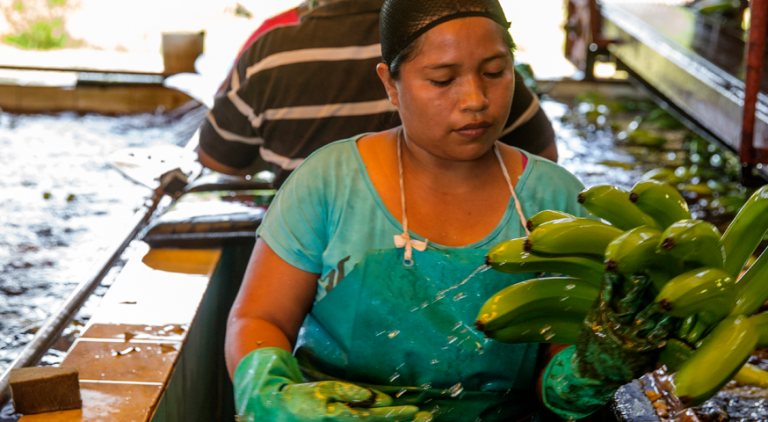 A worker a Coobana cooperative washes bananas