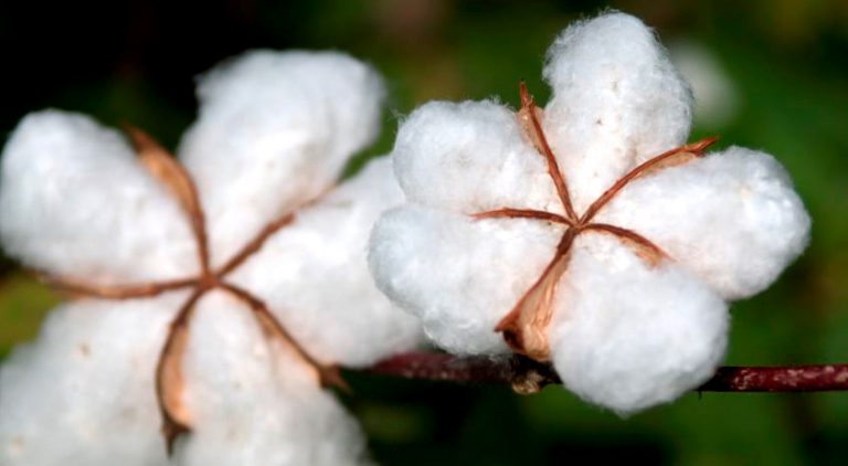 Cotton bolls