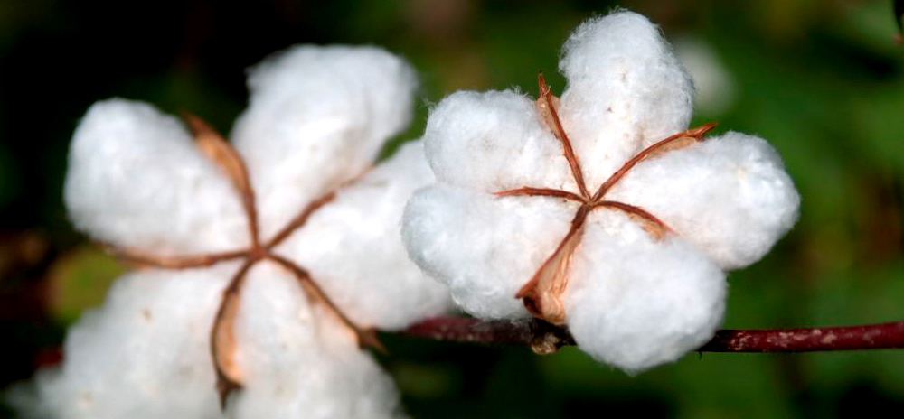 Cotton bolls