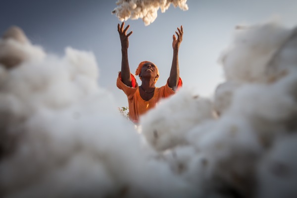 Farmer throwing cotton into the air
