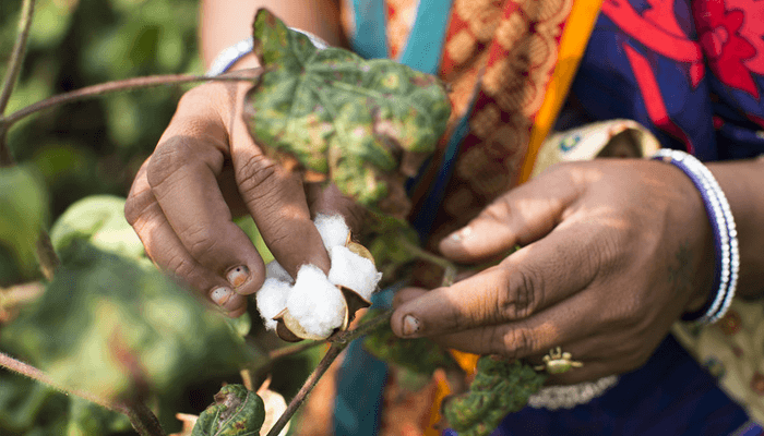 Cotton farmer picking cotton boll