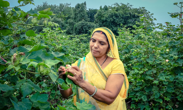 Cotton farmer in farm planted with new non-GMO seeds