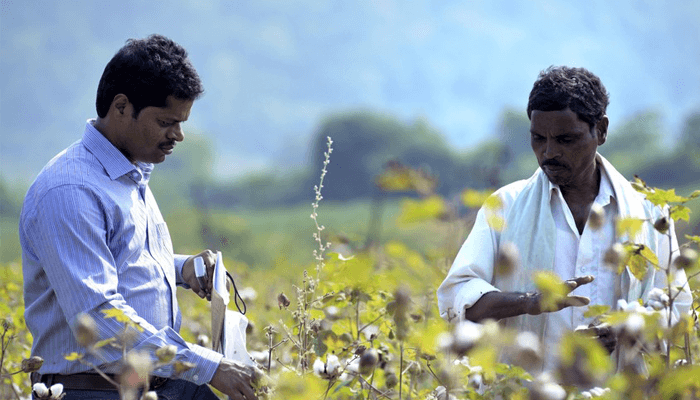 Cotton field at Chetna Organic India