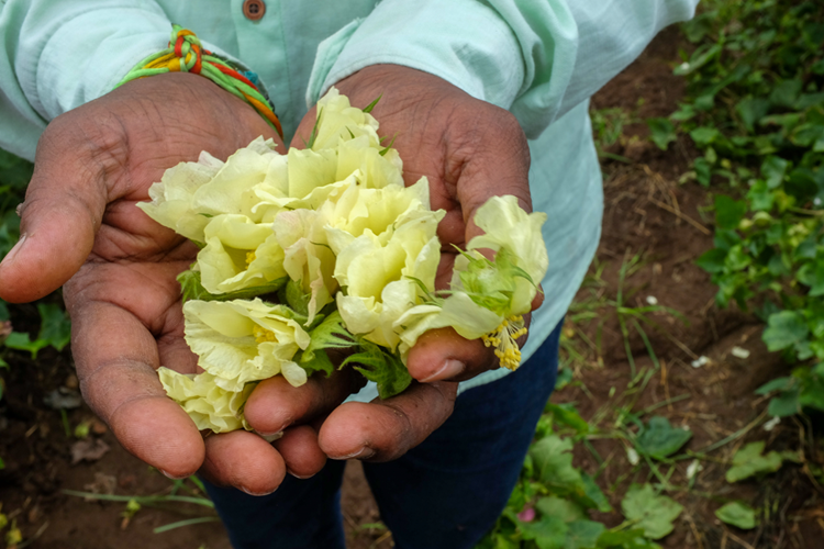 Cotton flowers