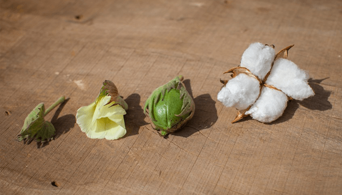 Cotton boll, bud and cotton flower