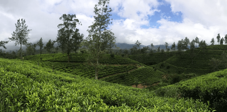 Red Ecolsierra coffee growers’ network in Colombia