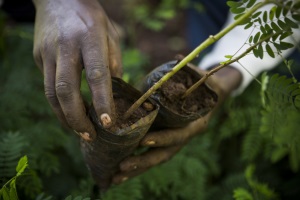 A Fairtrade worker holds young tree shoots