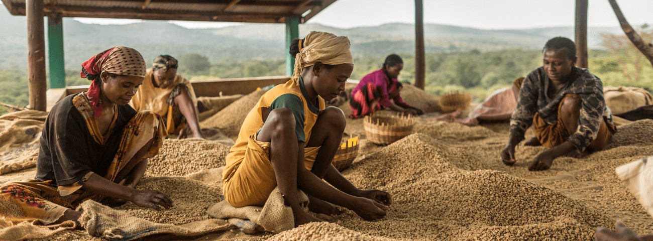 Women sort through dried coffee beans in Ethiopia