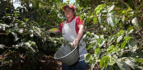 A farmer picks coffee cherries in Fedecocagua coop, Guatamala
