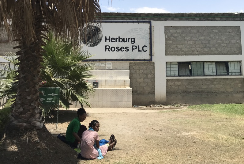 Two women sit in the shade of a tree outside Herburg Roses building in Ethiopia
