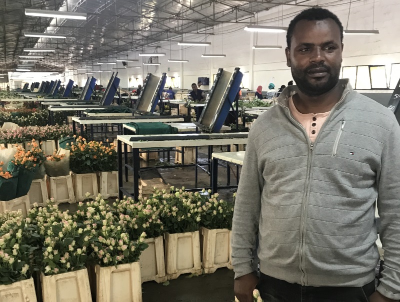 Worku (a man) stands in front of buckets of roses in Herburg Roses Ethiopia 