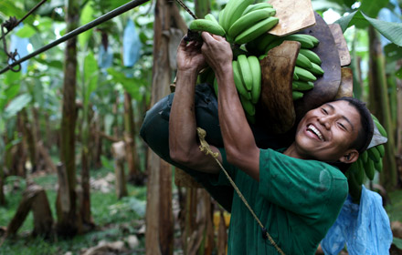 Man in field carries a branch of Fairtrade bananas on his back