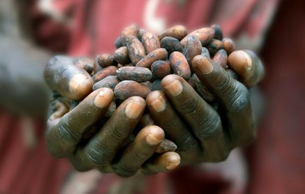 Hands hold dried cocoa beans