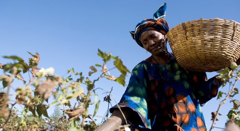 A cotton farmer picks cotton into a basket