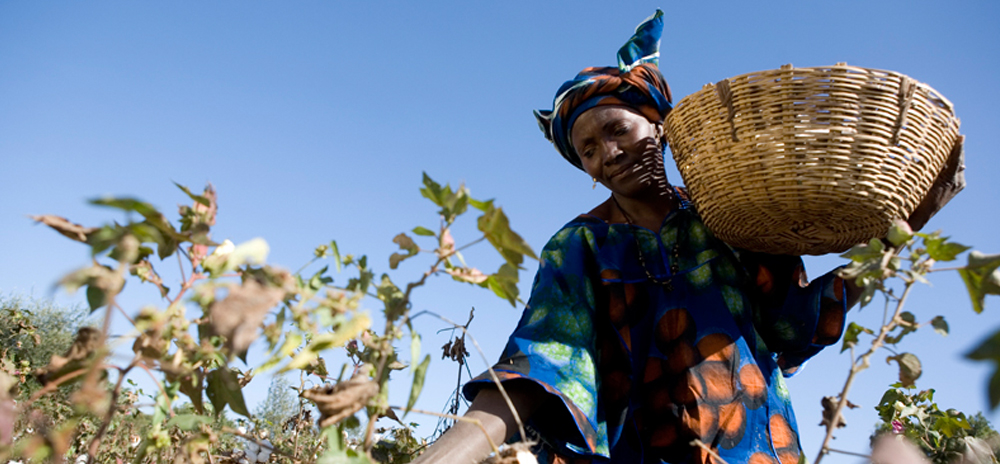 A cotton farmer picks cotton into a basket