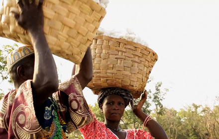 Women hold baskeds of freshly picked Fairtrade cotton on their head