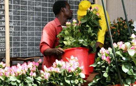 Flower farmer with bucket of roses