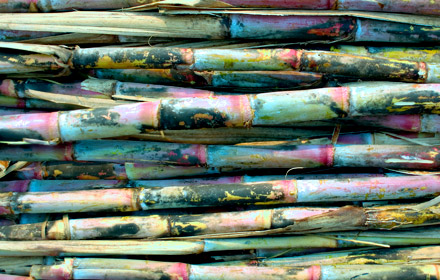 Sugar Cane