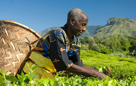 Fairtrade tea farmer picking tea