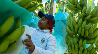 Why buying Fairtrade bananas supports farmers in the face of hurricanes, war and disease