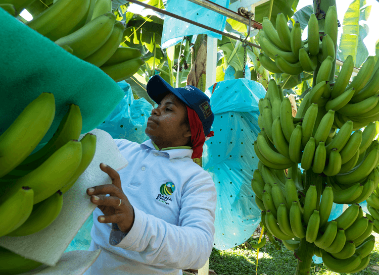 You are currently viewing Why buying Fairtrade bananas supports farmers in the face of hurricanes, war and disease
