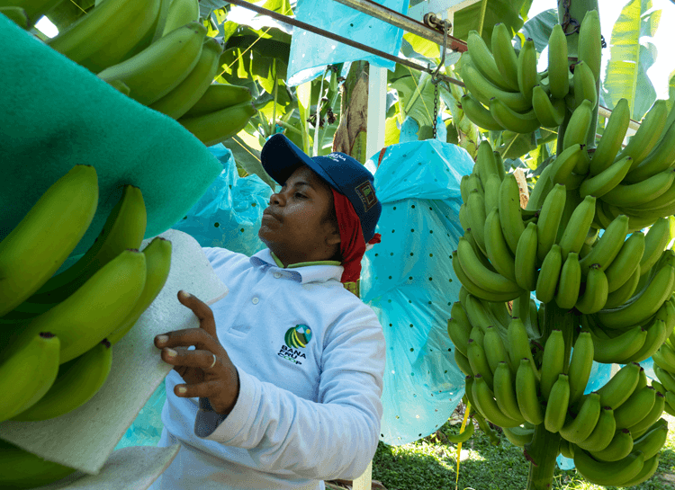 Fairtrade producer inspecting bunches of bananas