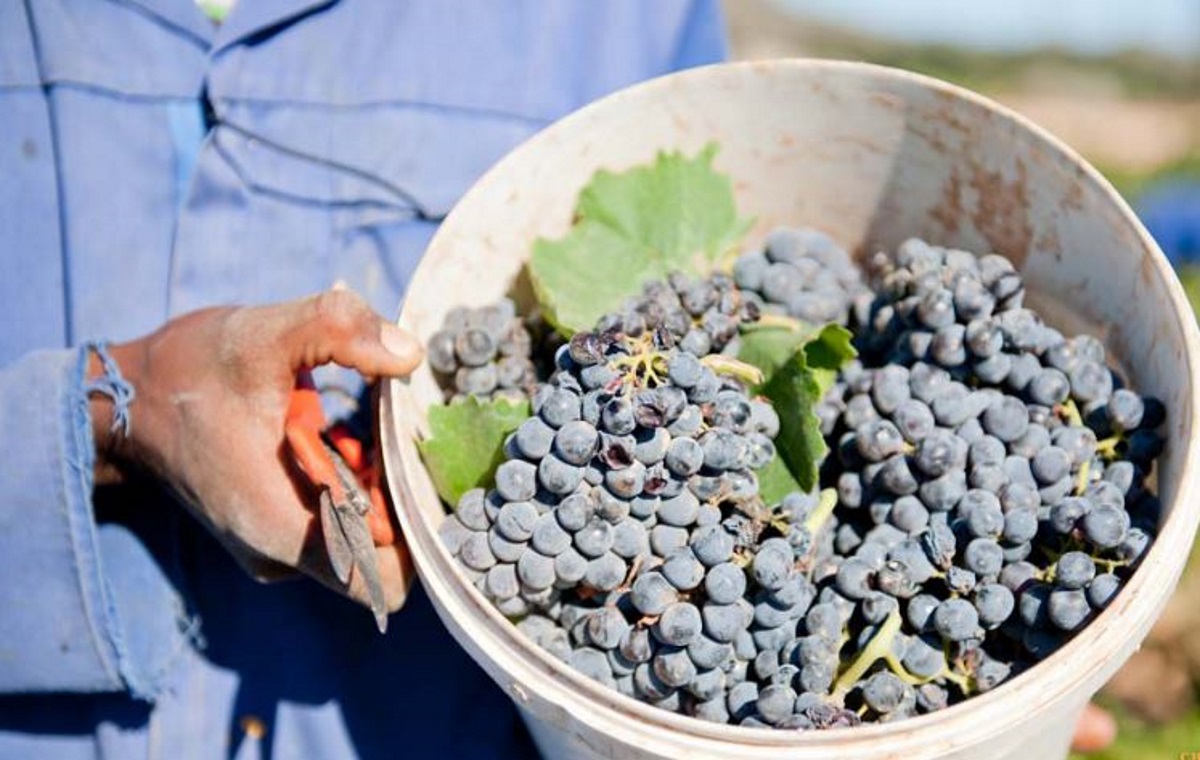 Co-op backs Fairtrade with brand new wine collaboration