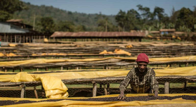 Coffee farmer in Ethiopia with drying racks of coffee beans