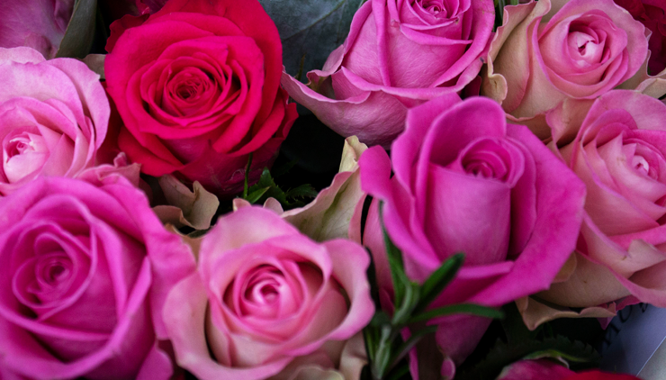 Pink Fairtrade roses