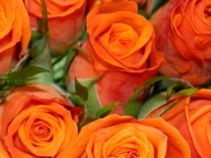 Close-up of Orange Fairtrade Roses