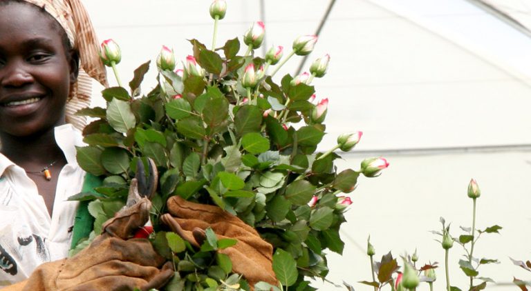 A Fairtrade flower worker holds a bunch of roses