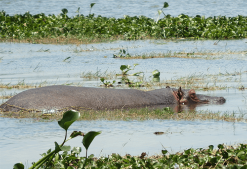 Hippo in Flower Farm Wildlife Sanctury