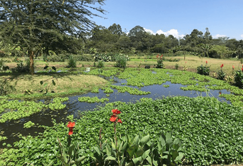 Longonot Wetlands, Kenya