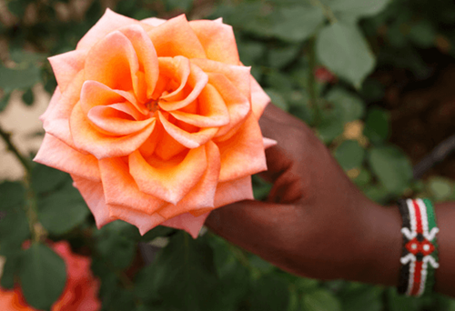 Fairtrade orange rose