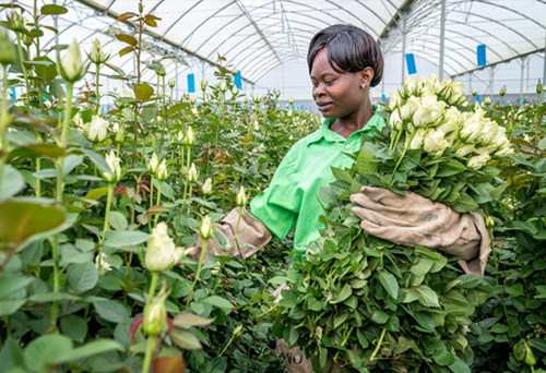Fairtrade flower farm worker holding white roses