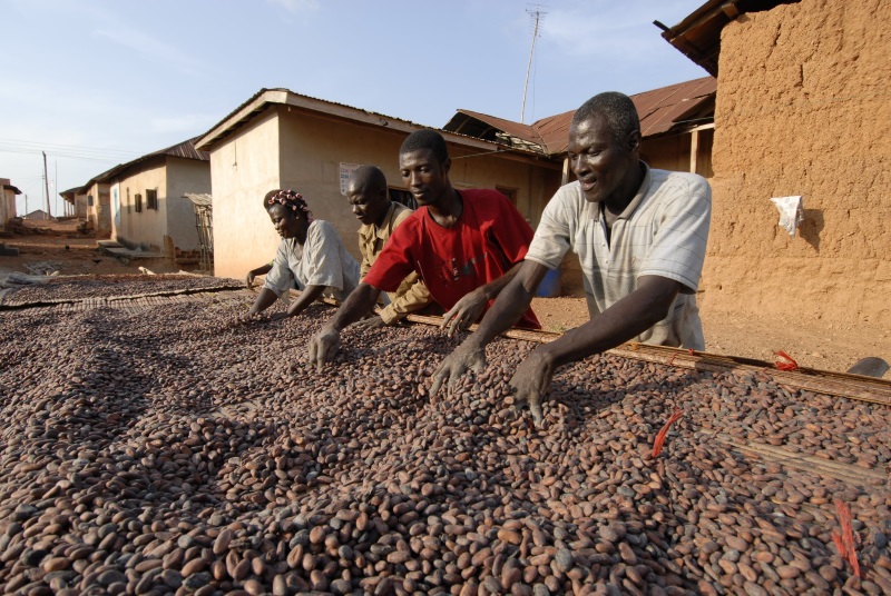 cocoa growers