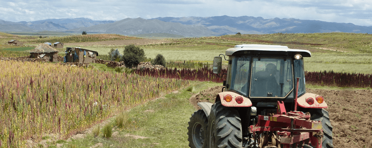 Harvesting quinoa - image from Quinola Mothergrain