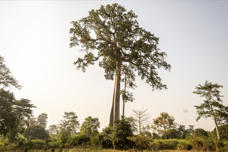 Tree in Cote d'Ivoire