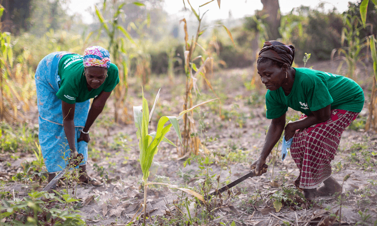 Cocoa Farmers in the Cote d'Ivoire