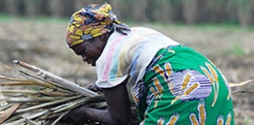A woman gathers Fairtrade sugar cane in Malawi