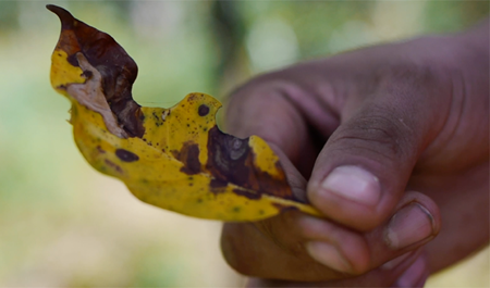 Hand holding leaf with leaf rust