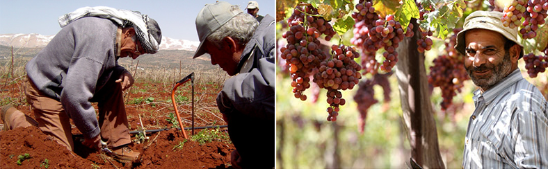 Lebanese wine growers digging in the soil and a portrait of a wine grower among grape laden vines.
