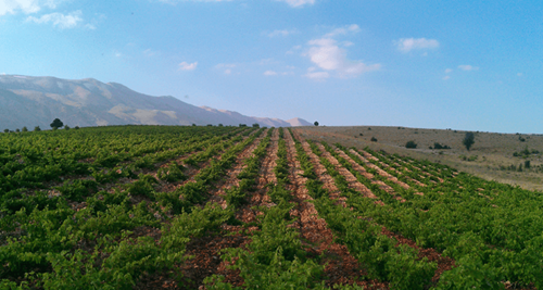 Lebanese vineyard