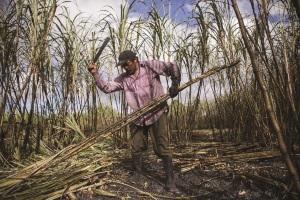 Carlos Domingues, sugar cane farmer in a field of sugar cane