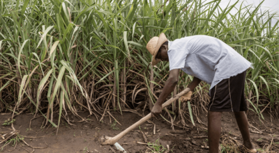 Devastating Floods Hit Fairtrade Sugar Farmers in Malawi
